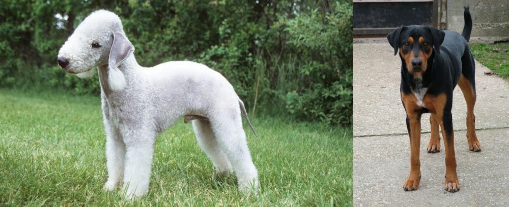 Hungarian Hound vs Bedlington Terrier - Breed Comparison