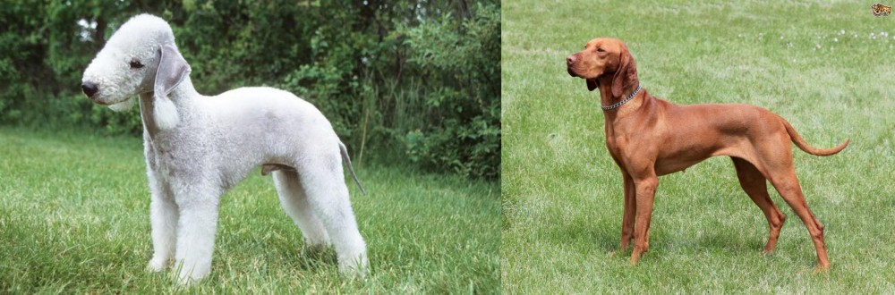 Hungarian Vizsla vs Bedlington Terrier - Breed Comparison