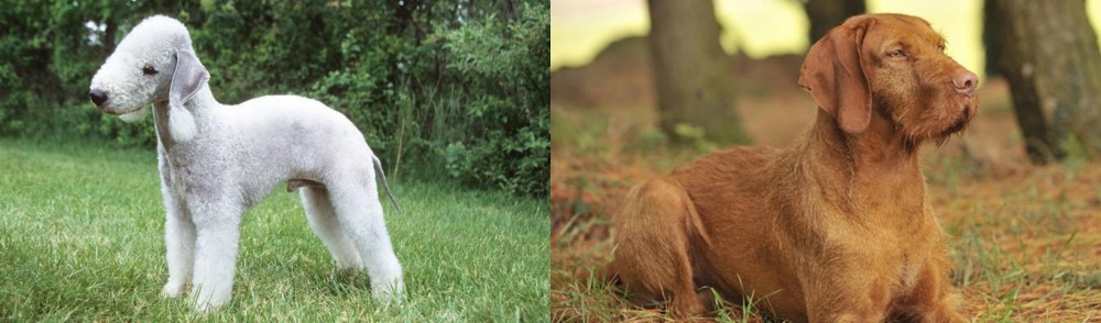 Hungarian Wirehaired Vizsla vs Bedlington Terrier - Breed Comparison