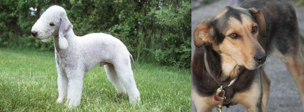 Huntaway vs Bedlington Terrier - Breed Comparison