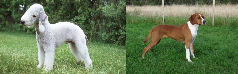 Hygenhund vs Bedlington Terrier - Breed Comparison