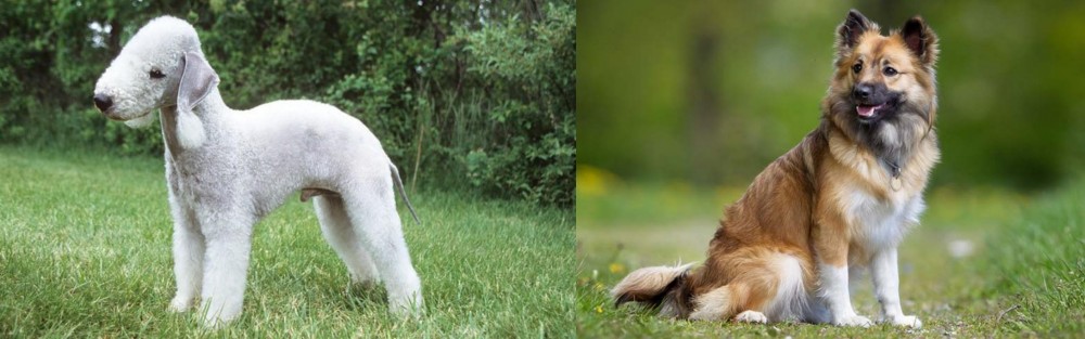 Icelandic Sheepdog vs Bedlington Terrier - Breed Comparison