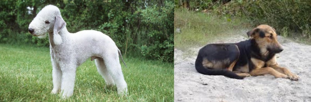 Indian Pariah Dog vs Bedlington Terrier - Breed Comparison