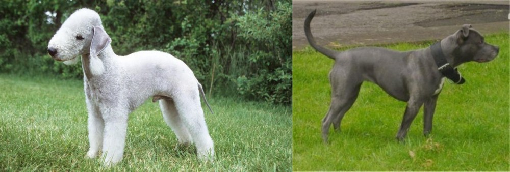 Irish Bull Terrier vs Bedlington Terrier - Breed Comparison