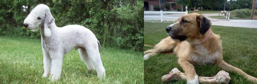 Irish Mastiff Hound vs Bedlington Terrier - Breed Comparison