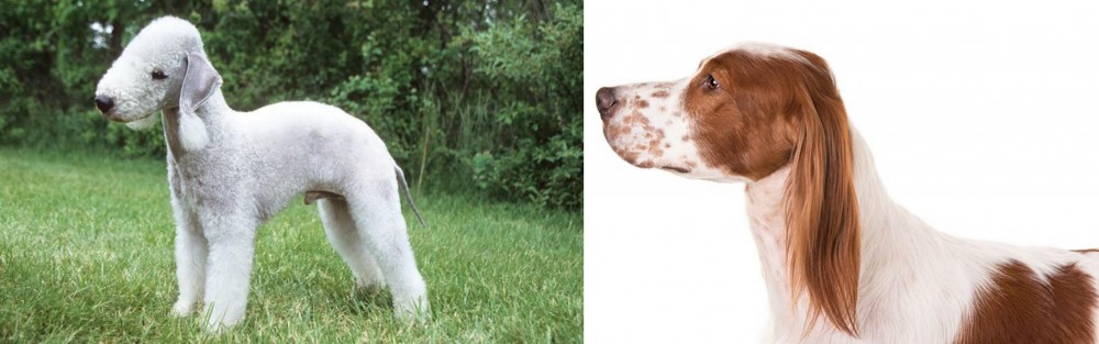 Irish Red and White Setter vs Bedlington Terrier - Breed Comparison