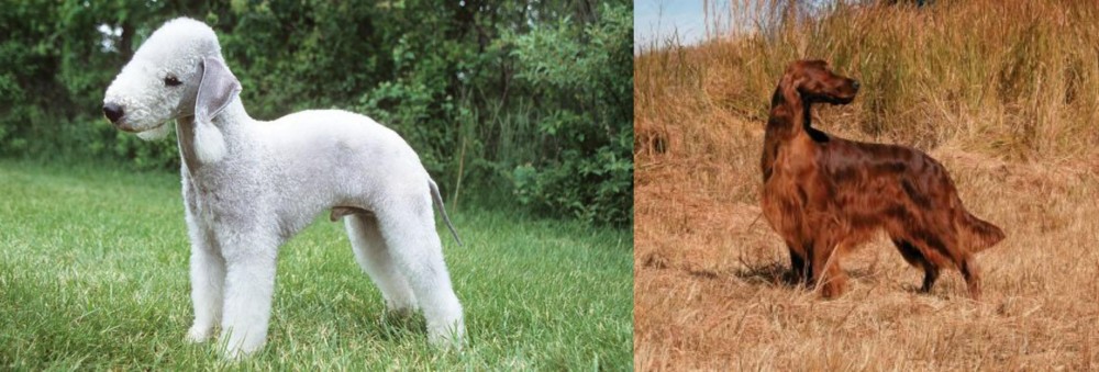 Irish Setter vs Bedlington Terrier - Breed Comparison