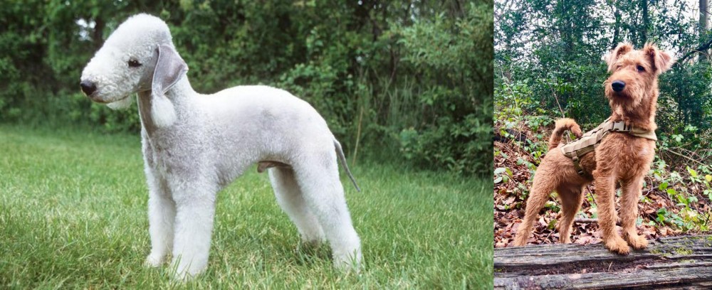 Irish Terrier vs Bedlington Terrier - Breed Comparison