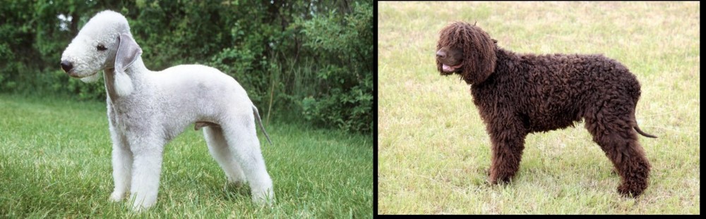 Irish Water Spaniel vs Bedlington Terrier - Breed Comparison