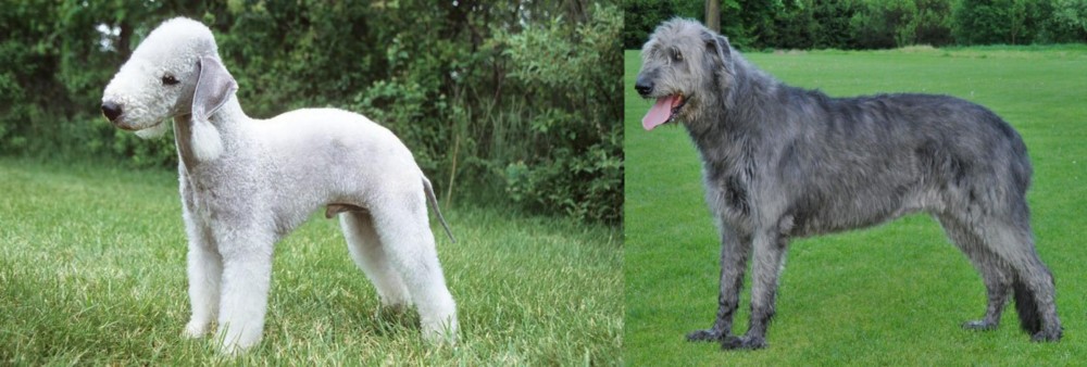 Irish Wolfhound vs Bedlington Terrier - Breed Comparison