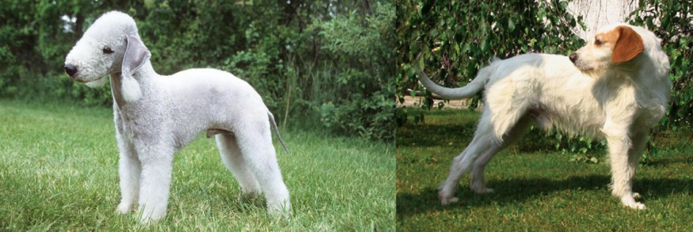 Istarski Ostrodlaki Gonic vs Bedlington Terrier - Breed Comparison