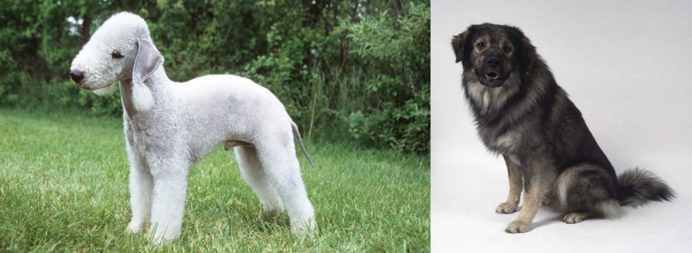 Istrian Sheepdog vs Bedlington Terrier - Breed Comparison