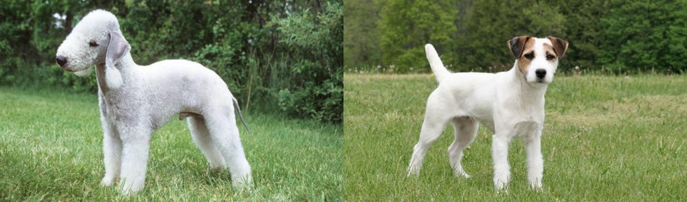Jack Russell Terrier vs Bedlington Terrier - Breed Comparison