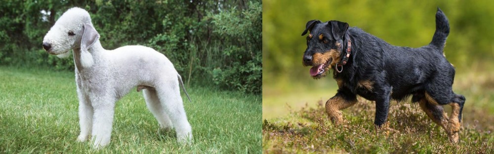 Jagdterrier vs Bedlington Terrier - Breed Comparison