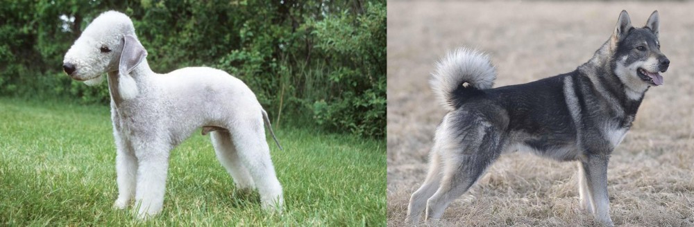 Jamthund vs Bedlington Terrier - Breed Comparison