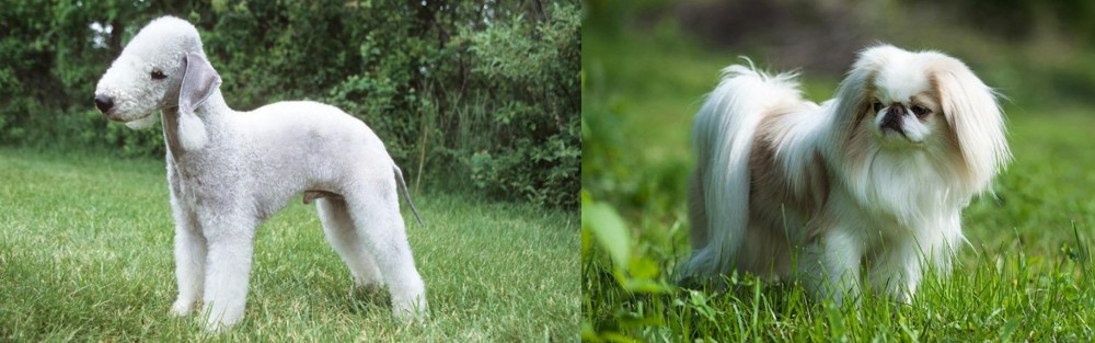 Japanese Chin vs Bedlington Terrier - Breed Comparison