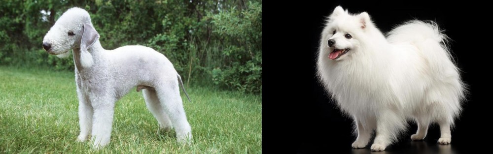 Japanese Spitz vs Bedlington Terrier - Breed Comparison