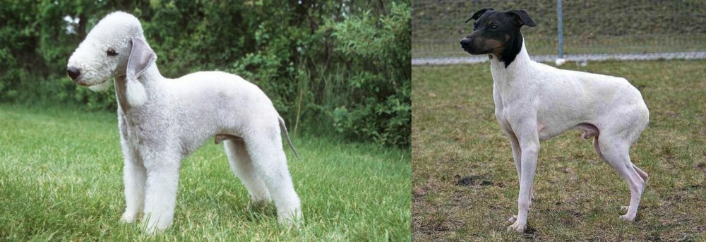 Japanese Terrier vs Bedlington Terrier - Breed Comparison