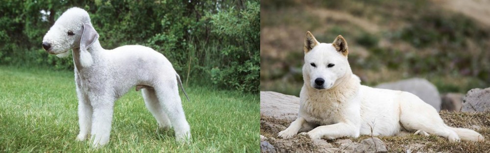 Jindo vs Bedlington Terrier - Breed Comparison