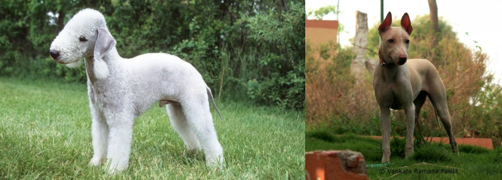 Jonangi vs Bedlington Terrier - Breed Comparison
