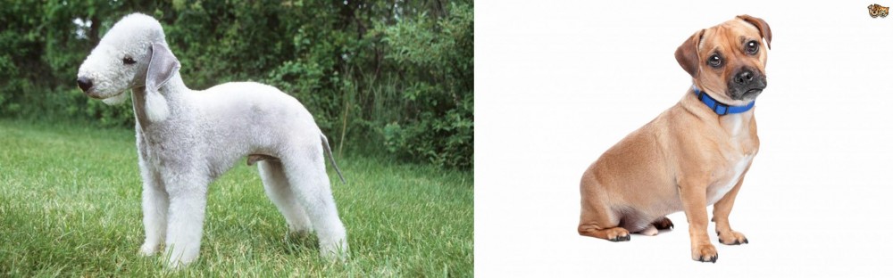 Jug vs Bedlington Terrier - Breed Comparison