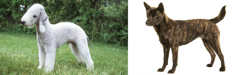 Kai Ken vs Bedlington Terrier - Breed Comparison