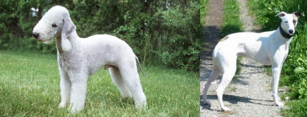Kaikadi vs Bedlington Terrier - Breed Comparison