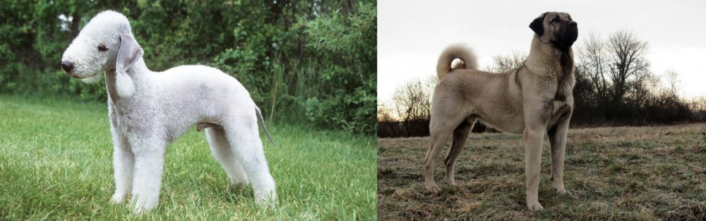 Kangal Dog vs Bedlington Terrier - Breed Comparison