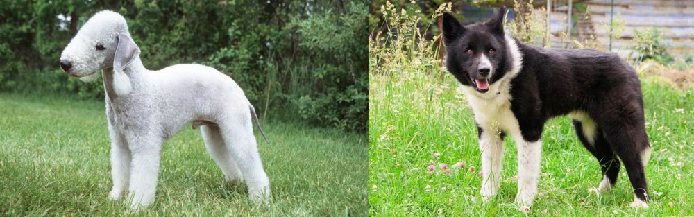 Karelian Bear Dog vs Bedlington Terrier - Breed Comparison