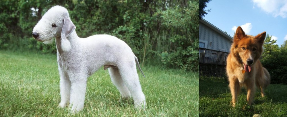 Karelo-Finnish Laika vs Bedlington Terrier - Breed Comparison