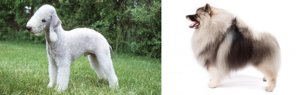 Keeshond vs Bedlington Terrier - Breed Comparison