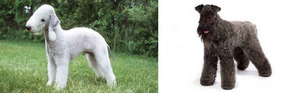 Kerry Blue Terrier vs Bedlington Terrier - Breed Comparison