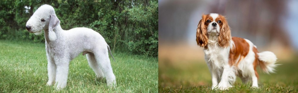 King Charles Spaniel vs Bedlington Terrier - Breed Comparison