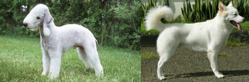 Kintamani vs Bedlington Terrier - Breed Comparison