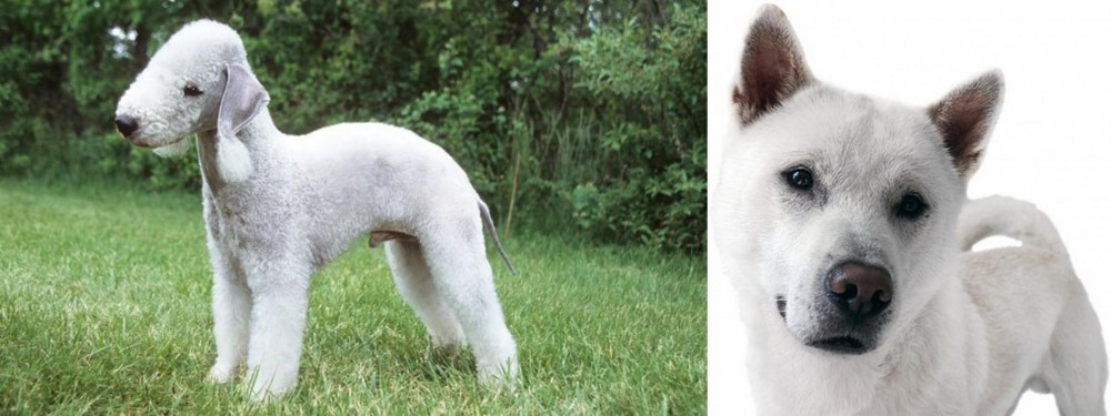 Kishu vs Bedlington Terrier - Breed Comparison