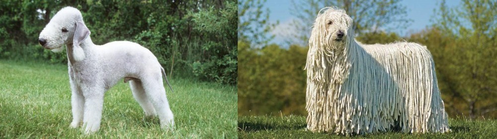 Komondor vs Bedlington Terrier - Breed Comparison