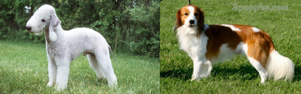 Kooikerhondje vs Bedlington Terrier - Breed Comparison