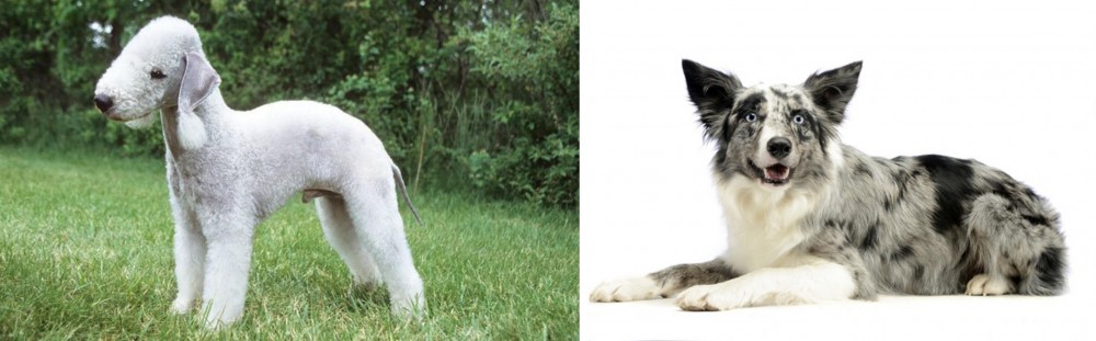 Koolie vs Bedlington Terrier - Breed Comparison