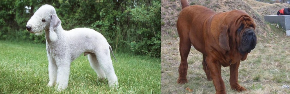 Korean Mastiff vs Bedlington Terrier - Breed Comparison