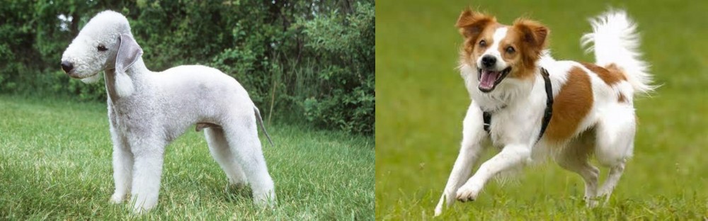 Kromfohrlander vs Bedlington Terrier - Breed Comparison