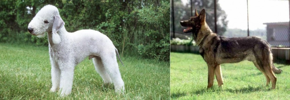 Kunming Dog vs Bedlington Terrier - Breed Comparison