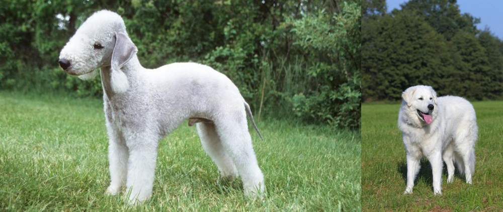 Kuvasz vs Bedlington Terrier - Breed Comparison