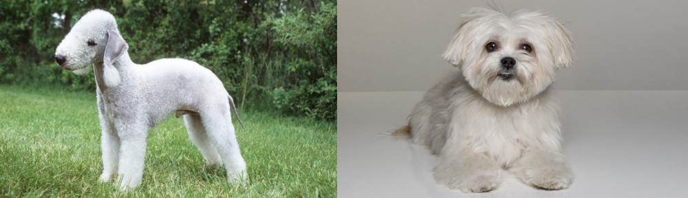 Kyi-Leo vs Bedlington Terrier - Breed Comparison