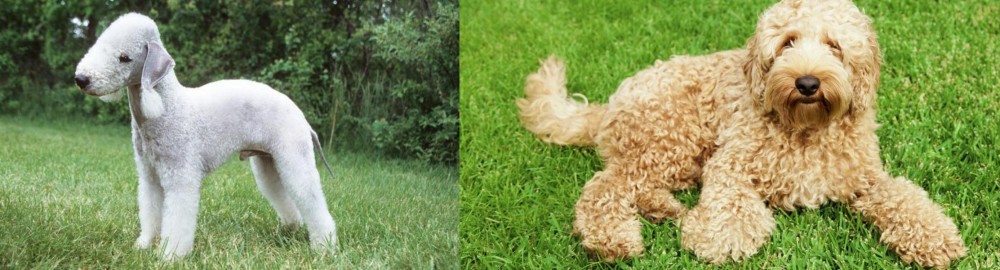 Labradoodle vs Bedlington Terrier - Breed Comparison