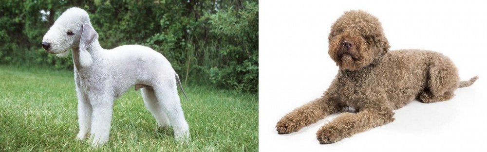 Lagotto Romagnolo vs Bedlington Terrier - Breed Comparison