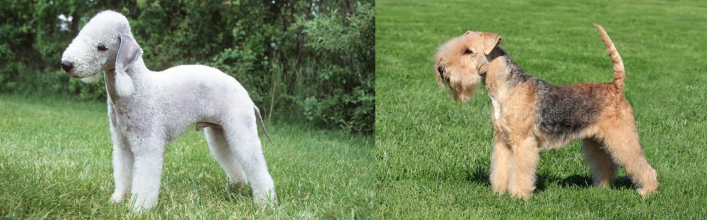 Lakeland Terrier vs Bedlington Terrier - Breed Comparison