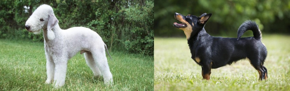 Lancashire Heeler vs Bedlington Terrier - Breed Comparison