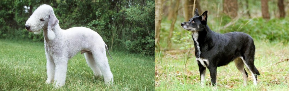 Lapponian Herder vs Bedlington Terrier - Breed Comparison