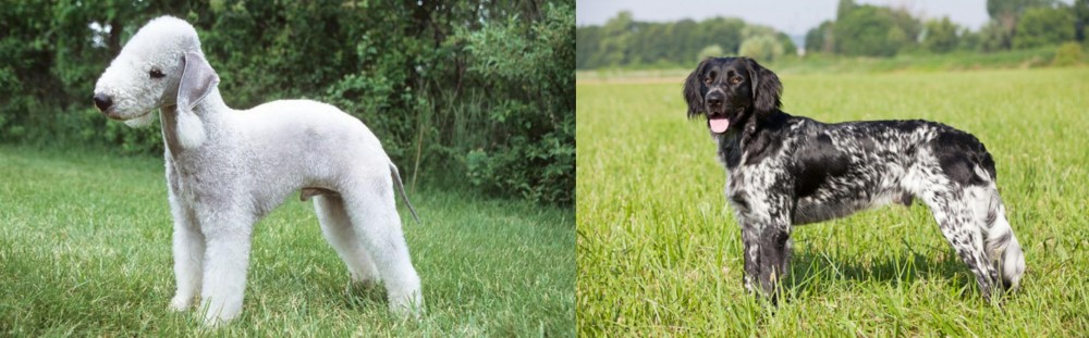 Large Munsterlander vs Bedlington Terrier - Breed Comparison