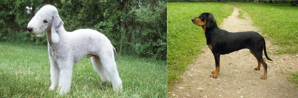 Latvian Hound vs Bedlington Terrier - Breed Comparison